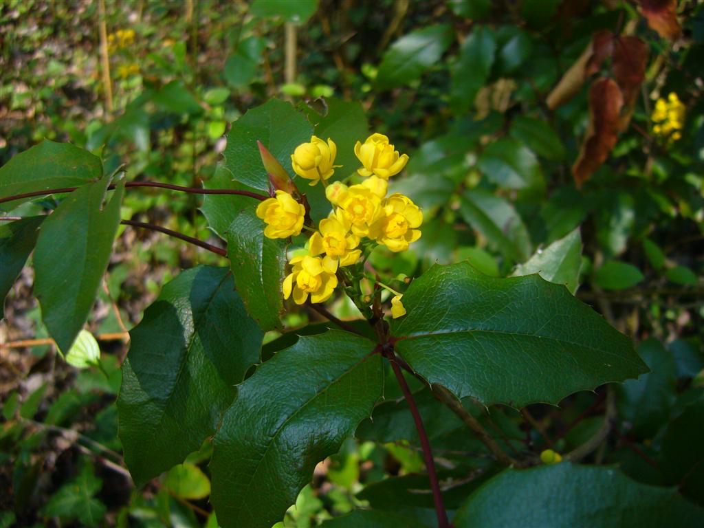Mahonia aquifolium / Maonia